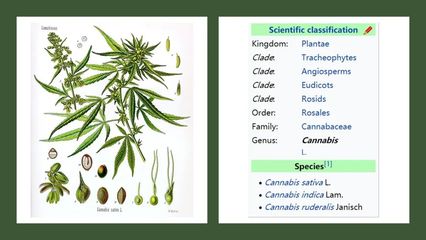 香精與香料(180)-火麻仁