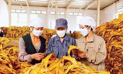 中國(guó)煙草職工年平均工資19萬(wàn)元!看看香煙是如何制造的,為什么這么掙錢!