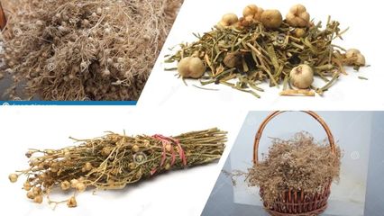 香精與香料(109)-駱駝蓬